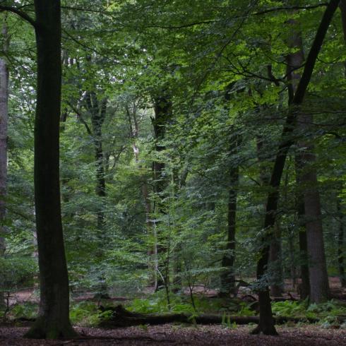 Aktion beendet Jetzt die Natur in NRW mit einem neuen Nationalpark